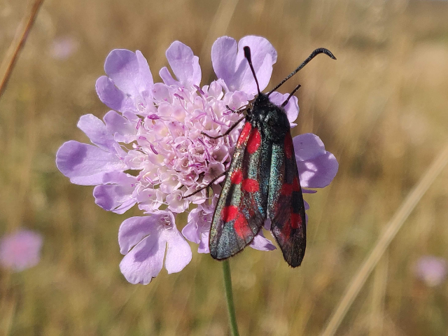 Image of black and red Cinnabar Moth