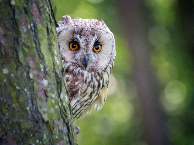 Diloma membership image of owl