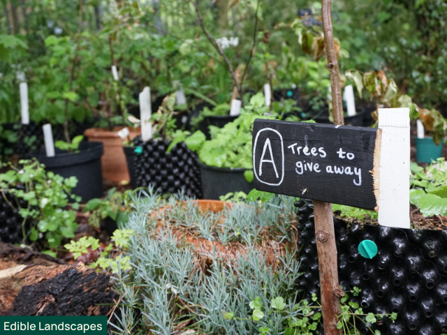 Trees to give away at Edible Landscapes London