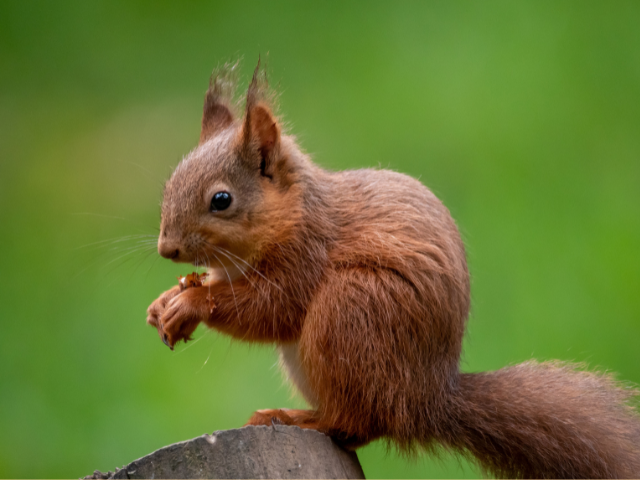 red squirrel image for educators membership
