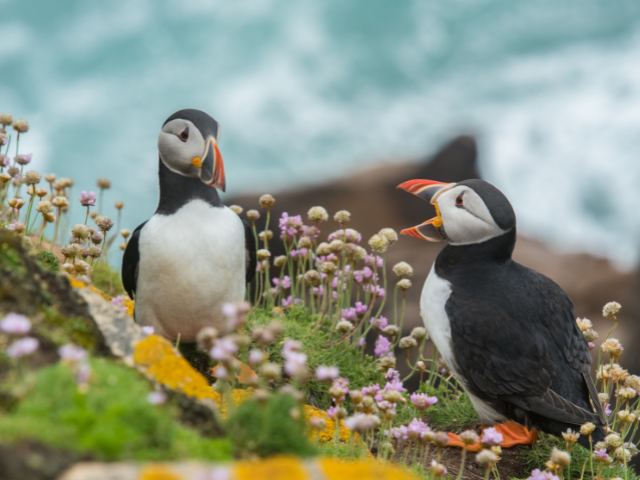 Puffins in Ireland chatting for lifetime