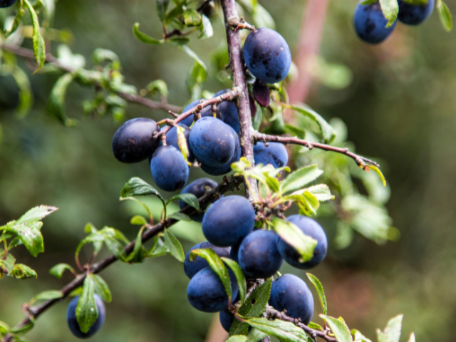 Ripe plums on a branch