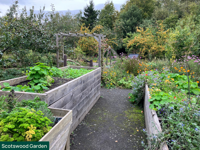 Scotswood accessible raised beds