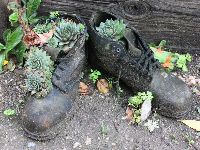 planted shoes