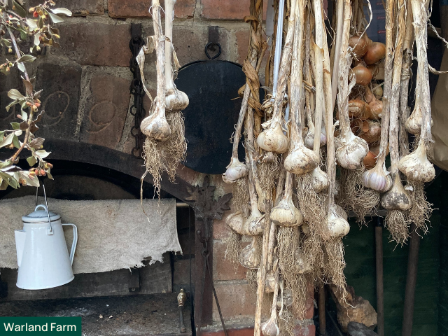 garlic hanging atwarlands