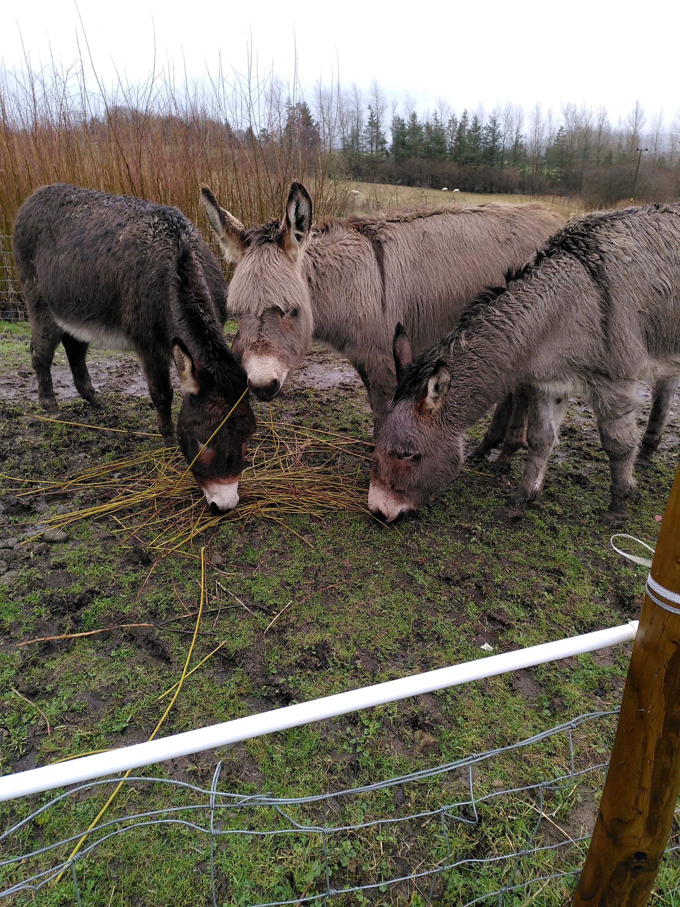 Donkeys eating willow