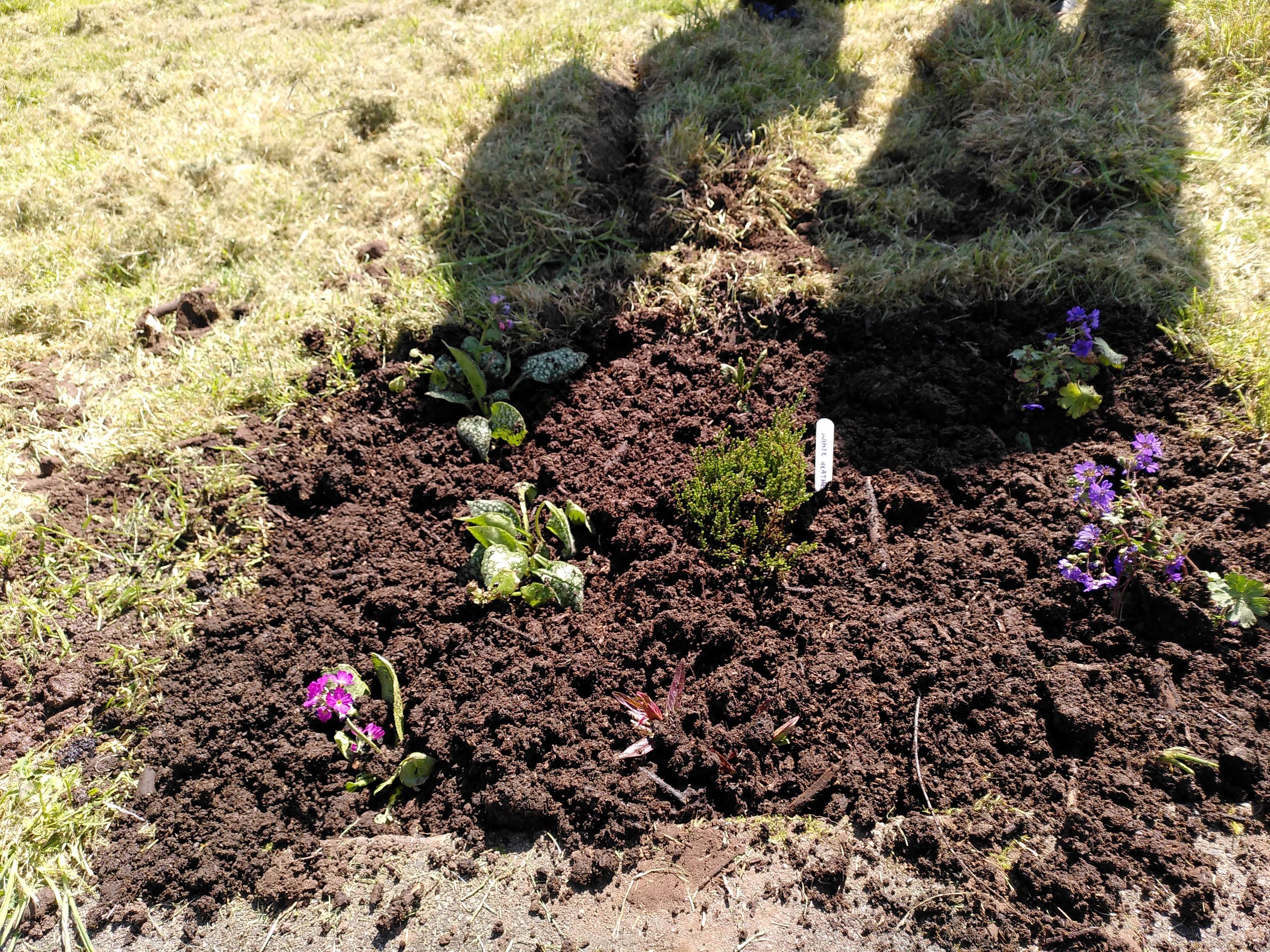 First plants in the soil