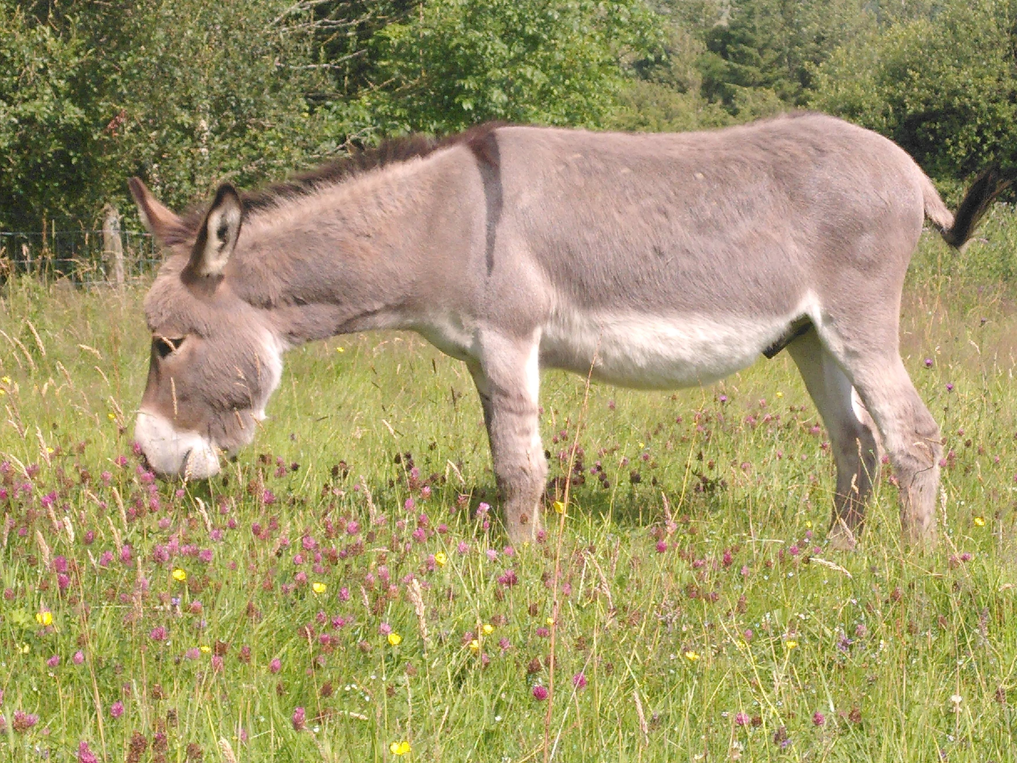 Tommy the donkey eating amongst wild flowers