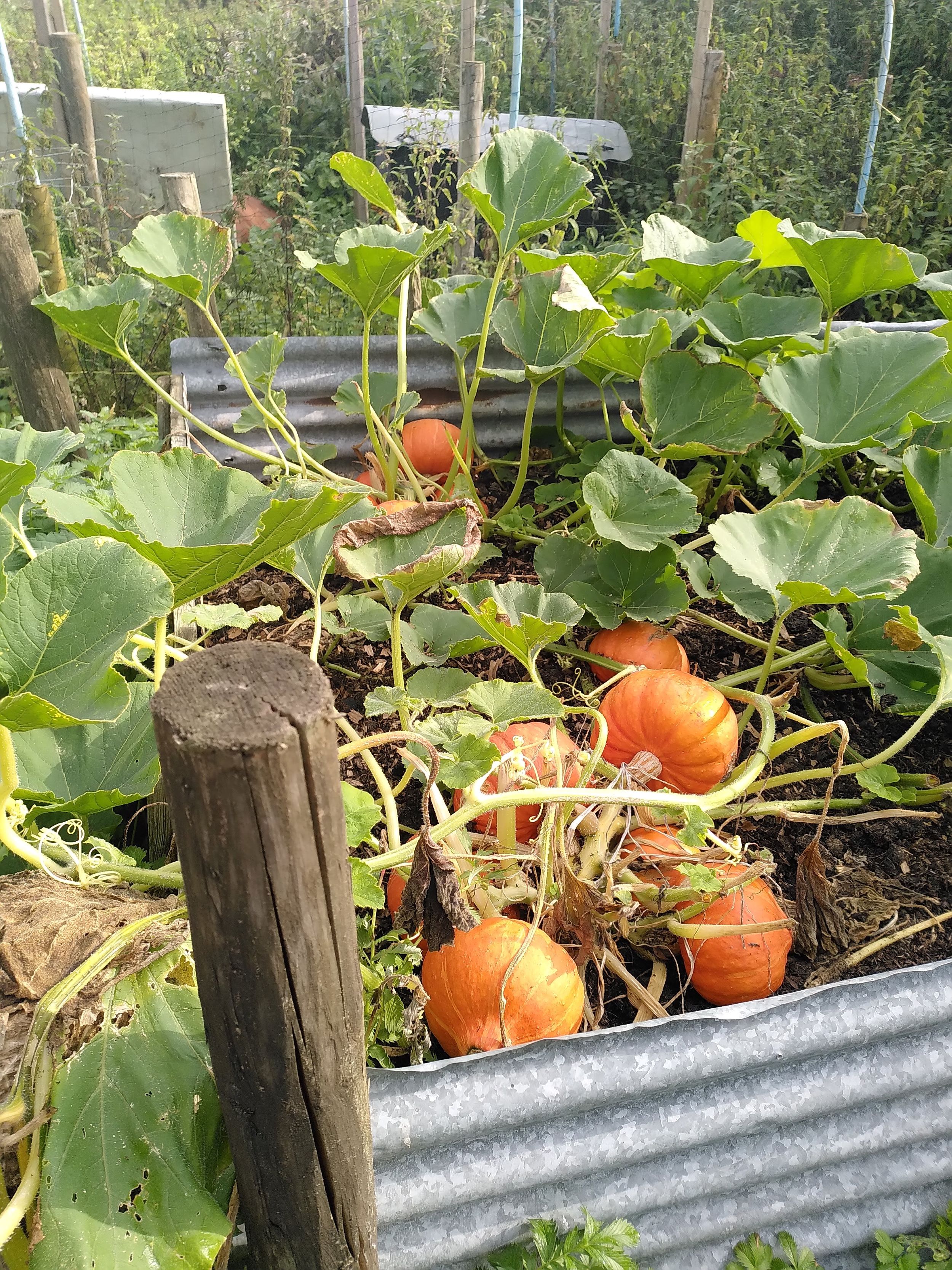 Squashes in the compost heap