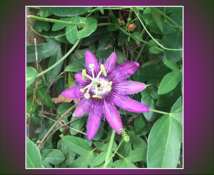 The Garden of Medicine - Passionflower
