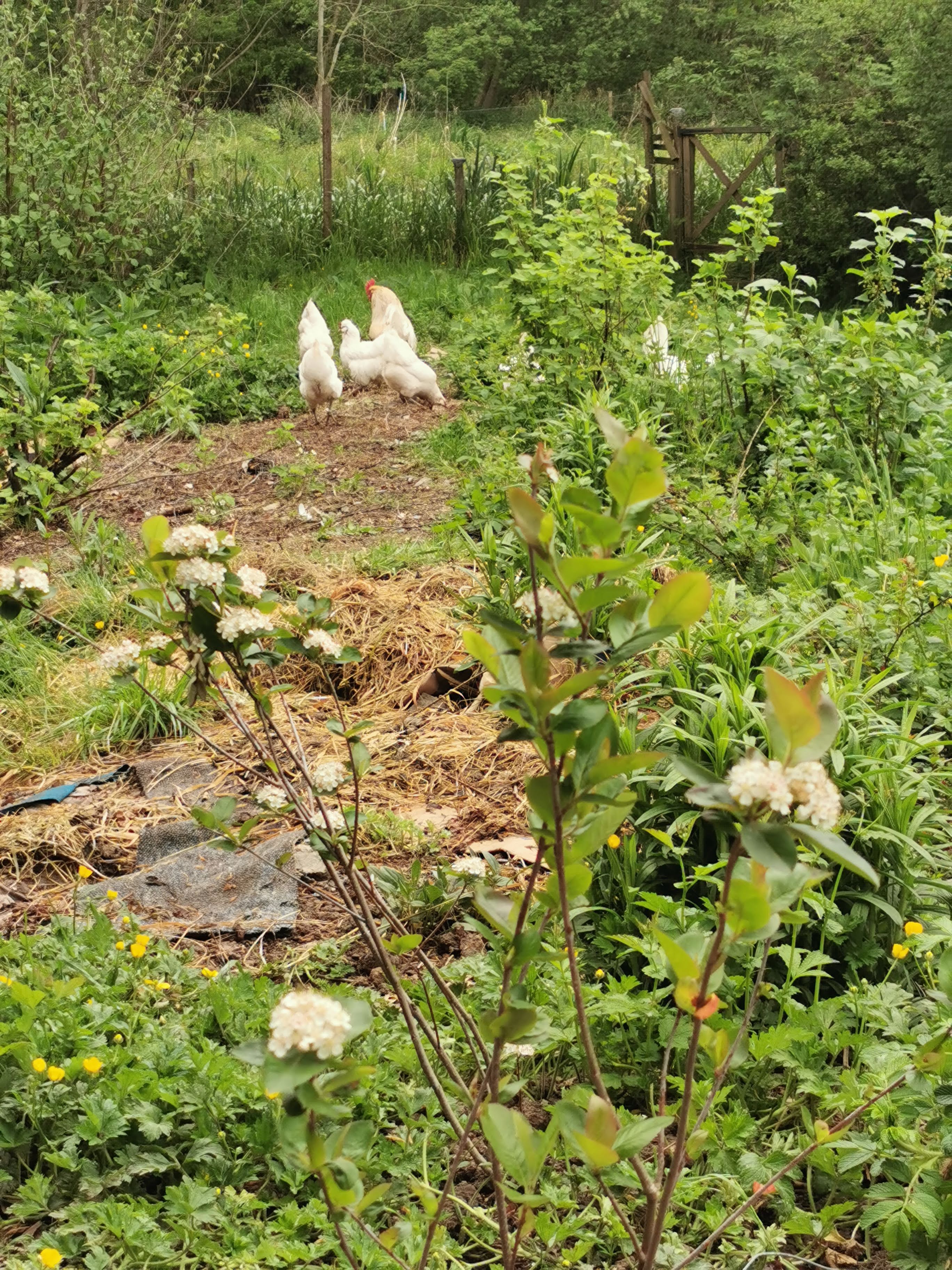 Chickens on the mound, foraging in the polyculture