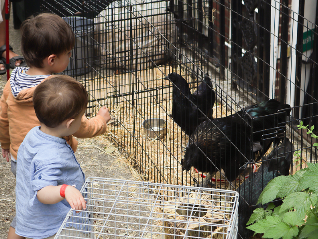 A picture of young children looking at some chickens