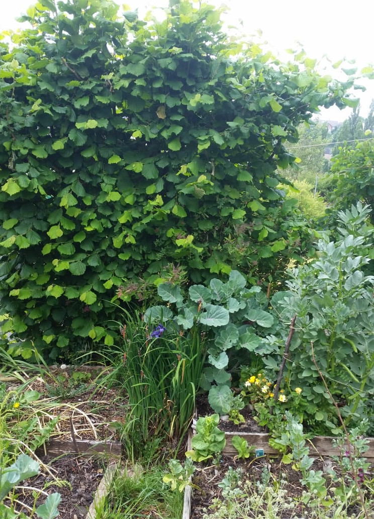 Hazel, perennial kale and annual veg beds in Ali's garden