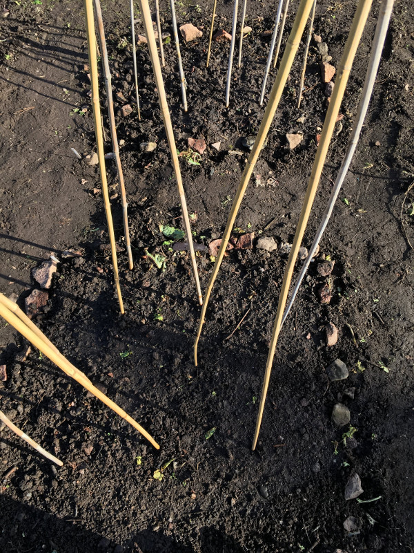 bean poles in polyculture and monoculture experiment plots