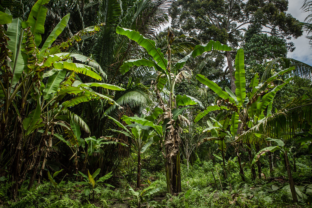 Tropical food forest. Credit: CIFOR/Flickr