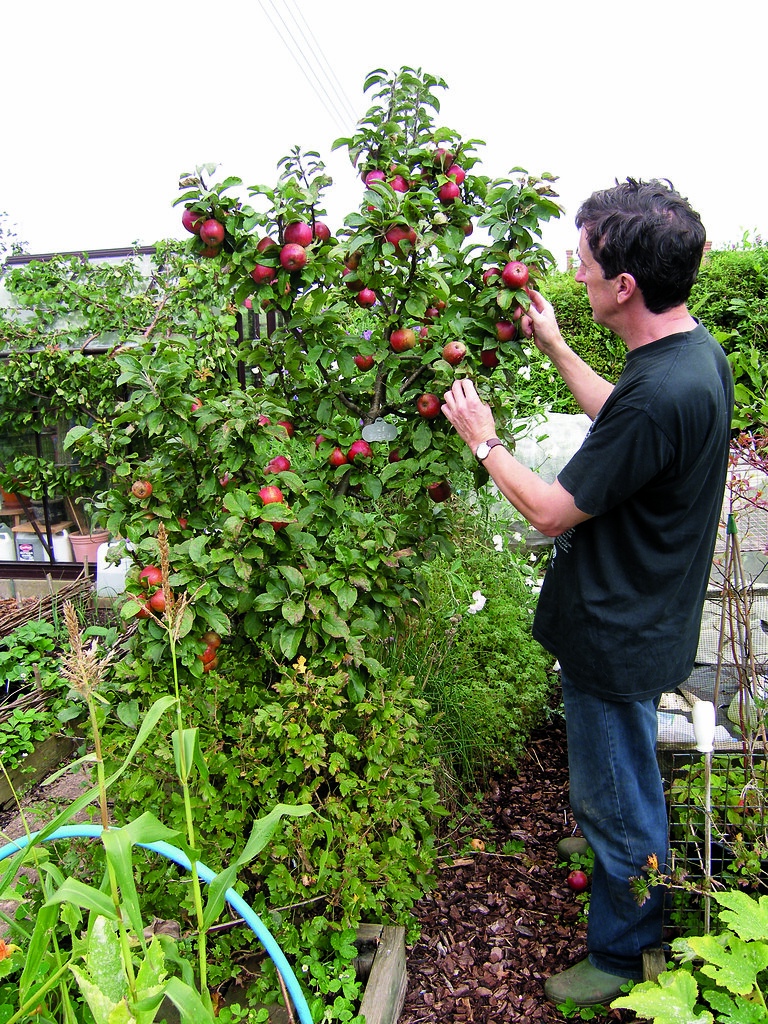 Wade examining apples on a tree