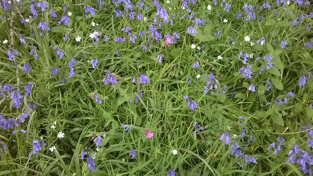 Bluebells and wildflowers at Wild Oak Woods