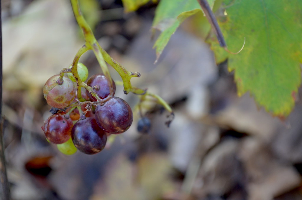 Grapes hanging on a vine