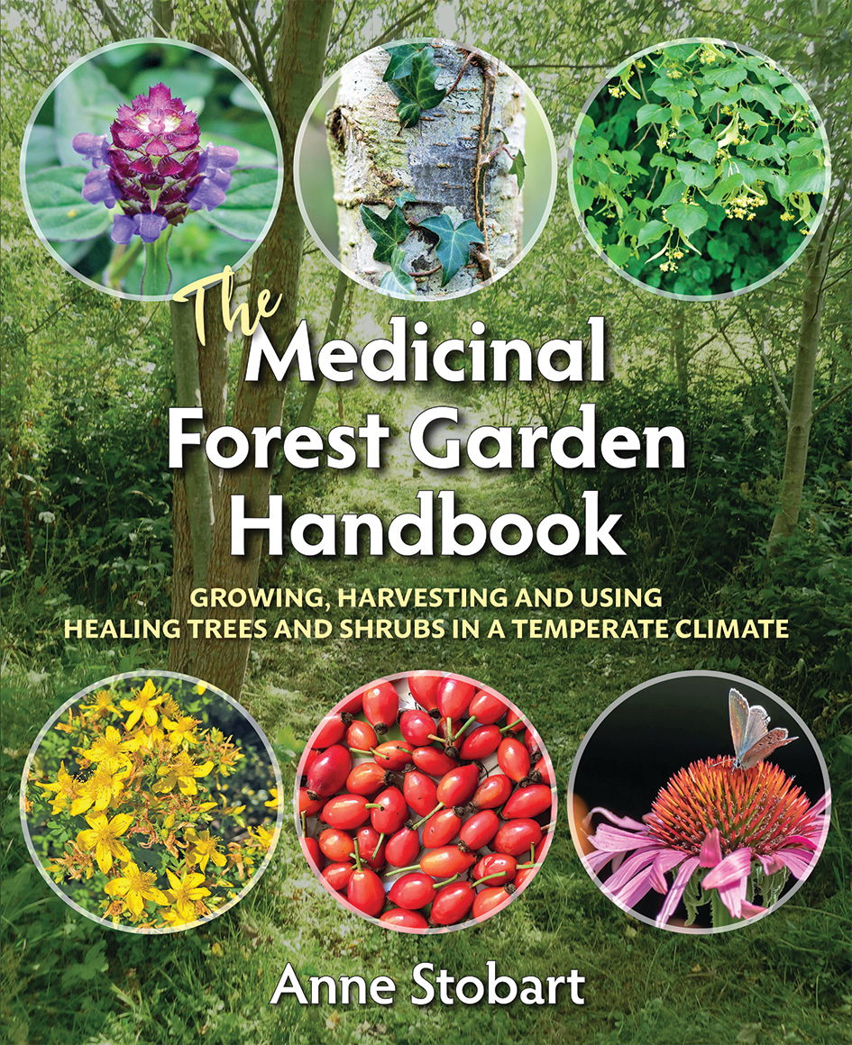 The Medicinal Forest Garden Handbook Anne Stobart cover image