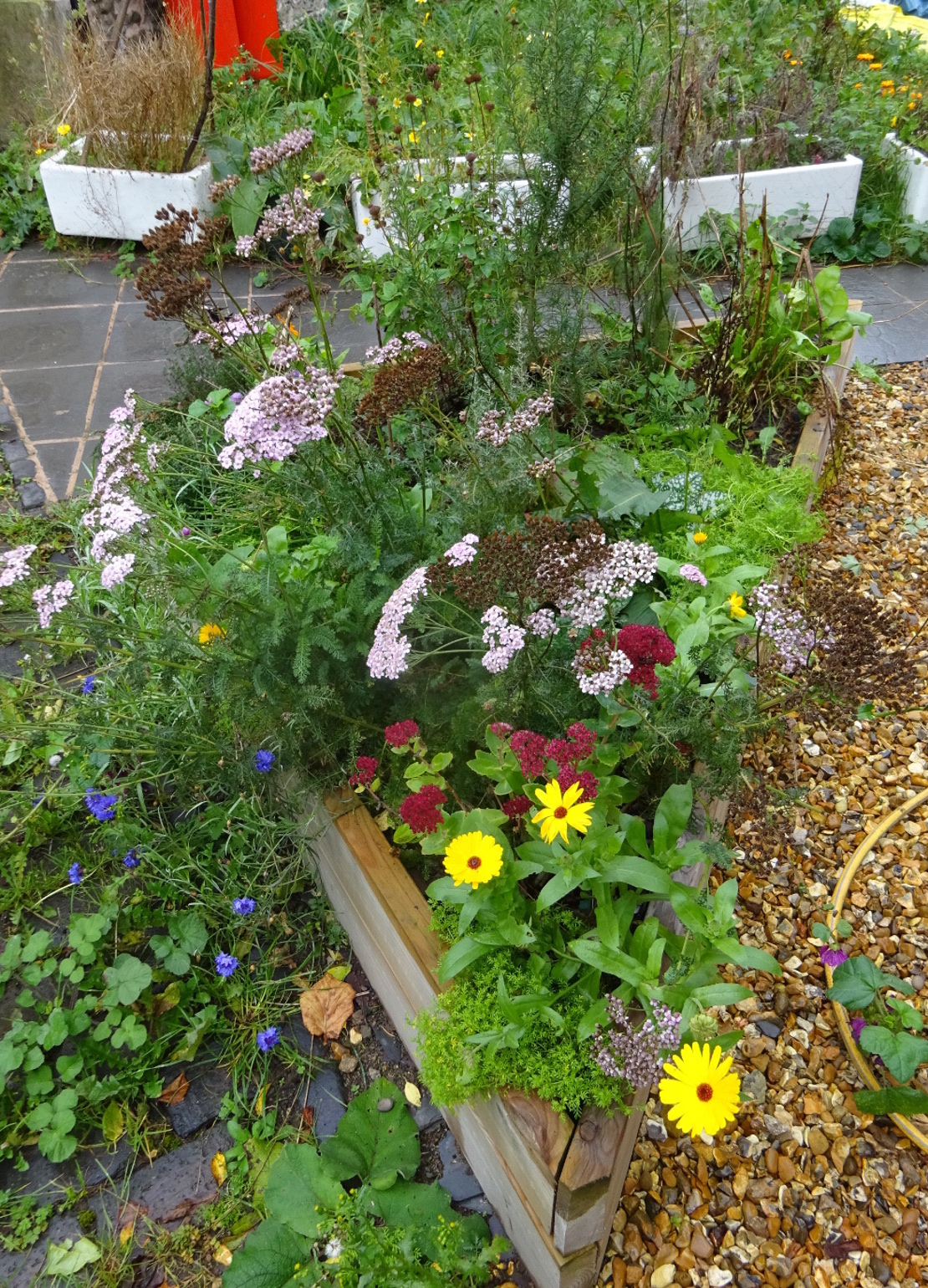 Herb and flower bed