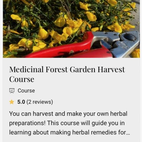 Medicinal Forest Garden Harvest Course