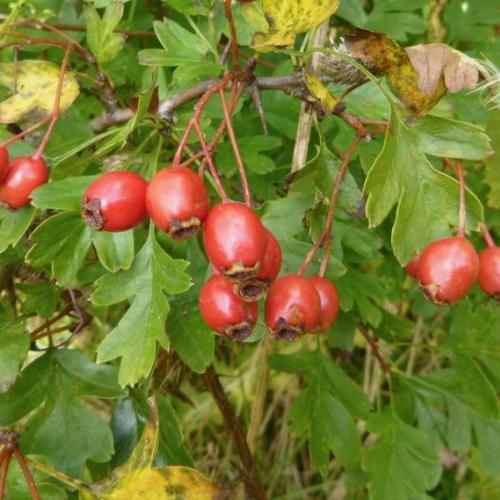Red hawthorn berries 