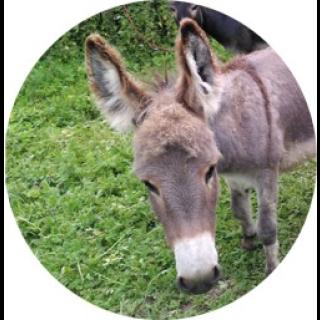 This is Archie Graham Wigginton's youngest donkey