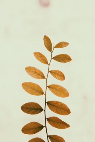 Leaf stem