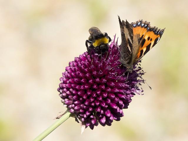 Attracting Pollinators | Permaculture Association