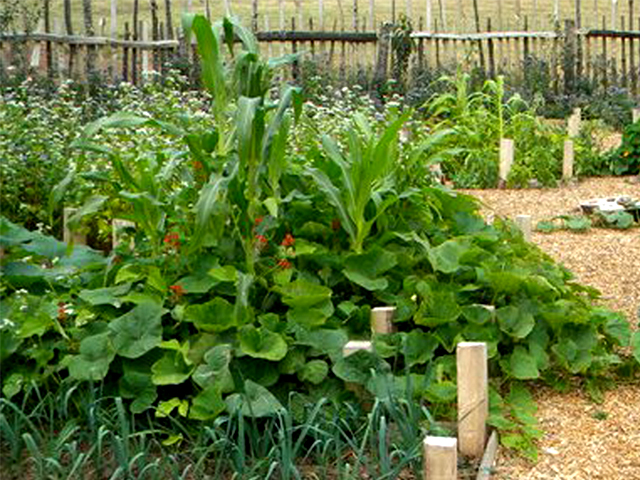 Corn, beans and squash growing together